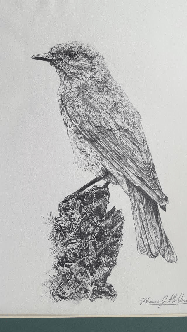 Philbrick_T_Swallow2